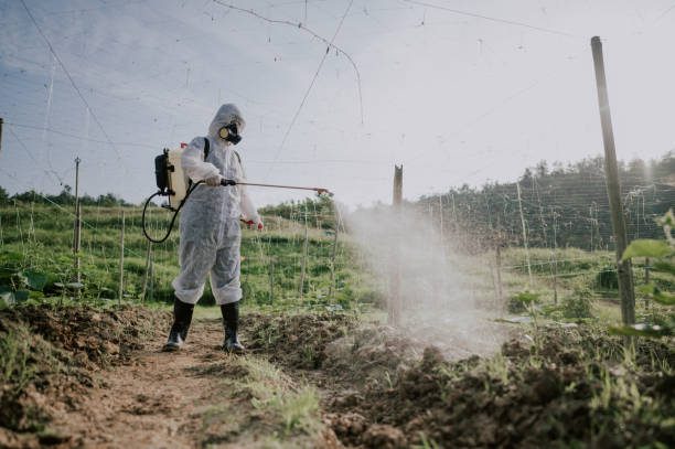 Best Termite Control Services  in Bodfish, CA